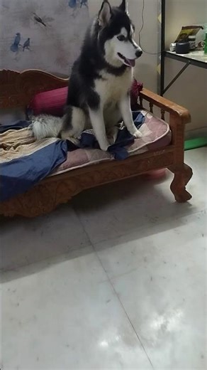 Dancing doll simba#husky #fannyvideo #trending #ytshorts