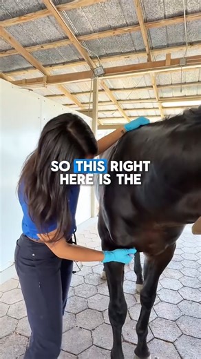 Prevention matters. 🐴 Rabies is deadly, but the right vaccination technique protects not just your horse, but everyone they interact with. Sterile technique proper placement = safe and effective protection. . https://performanceequinevs.com/appointment/#appointment-type . . . #HorseCare #EquestrianLife #RabiesPrevention | Performance Equine Veterinary Services