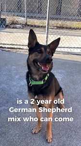 Meet Milo and Ogie, our Friday Featured Adoptable Pets! This bonded pair has been waiting a while now for a loving home that can keep them together. Milo is a 2 year old male German Shepherd/Alaskan Husky mix, while Ogie is a 4 year old male German Shepherd/Border Collie. MILO: "I am very sweet natured but extremely nervous here at the shelter. My past parents said that I shake a lot when I get nervous or when I get excited and I can take a little while to warm up to new people. Once I know you