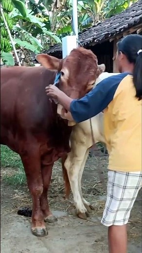 unbelievable cow mating process #animals #cows #viral