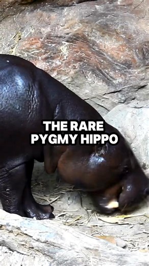 The Rare Pygmy Hippo #pygmyhippo #endangered #animalfacts #wildlife | Amazing Florida