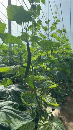 Cucumber Challenge: Can This Veggie Beat Your Face