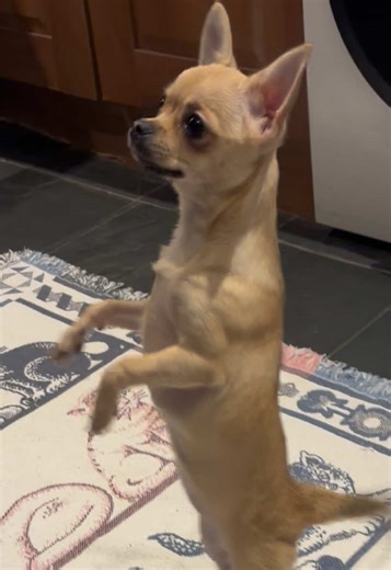 Watch This Dancing Chihuahua Puppy Shake It!