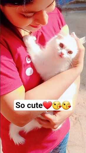 Cute cat 😊❤️😘 | Cat lover | Animal | Pussy cat | Cat #shorts #viral #cat #catvideos #animals #video