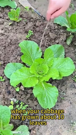 20K views · 90 reactions | Cabbage planting tips #fblifestyle | Ramos Mark | Facebook
