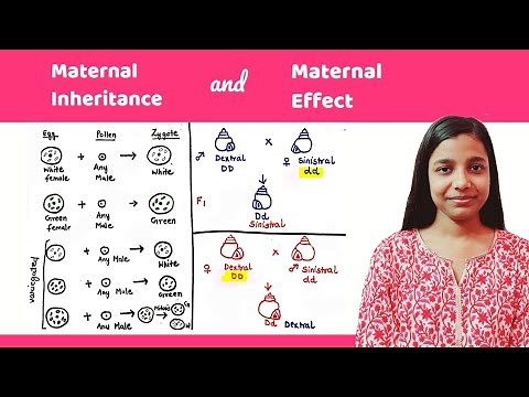 Maternal effect | difference between maternal inheritance and maternal effect