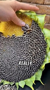 Sunflower Under the Microscope! 😱 | Hidden Cell