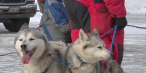 Sled Dog races held in Bradford