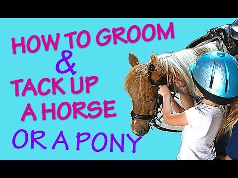 ✿ How To Groom And Tack Up A Horse or A Pony | First Lesson | Horseback Riding