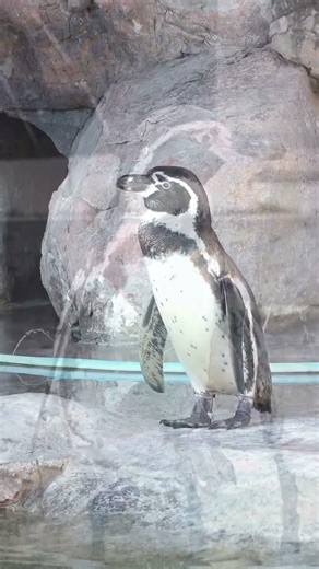 ペンギンの夕暮れ
