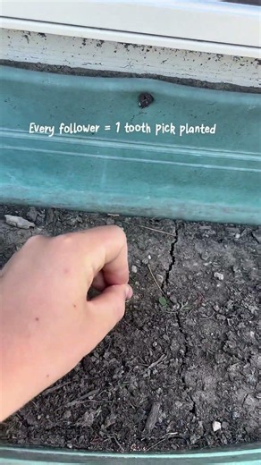 Every follower = 1 Tooth Pick planted