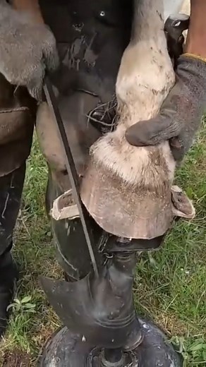 Professional hoof care - final filing with a file #Farrier #HoofCare #Horse #EquestrianLife #EquineArt #HorseTraining #FarmLife #RuralLiving #Agriculture #HoofCleaning #HoofTrimming #HorseHooves #HoofHealth #Farriery #Horseshoeing #HorseVeterinary #EquineHygiene #WildSpirit #HorseTemperament #HorseBehavior #UnrulyHorse #TamingAHorse #HorseReacts #HorseKicks #FarmContent #Mastery #NaturePower #RareFootage #RealLife #Shocking #Amazing #WOW #Skill #RuralLife | Animal Factory