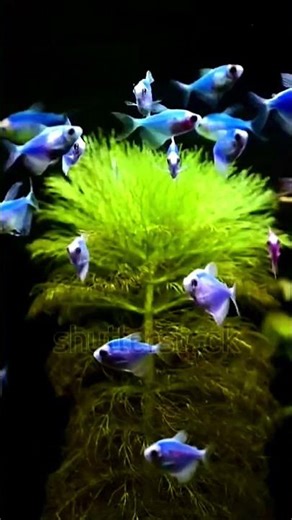 Did You Notice Something? The Glow in This GloFish Tetra Aquarium! #aquarium #fishtank #activity