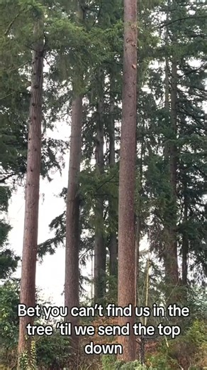 #machinework #treework #treestump #trees #woodworking | Wood Colection | Facebook