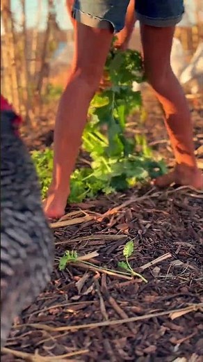 Easy DIY Chicken Feed: Grow & Harvest Leafy Greens for Healthy Backyard Chickens 🐔🌱