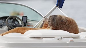 Wally the Walrus delights onlookers as he takes a nap on a boat