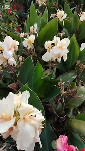 13 reactions · 44 shares | NEVER FORGET THESE IMPORTANT PILLS !! *1....