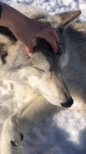 Cuenta regresiva para Navidad en el santuario de lobos