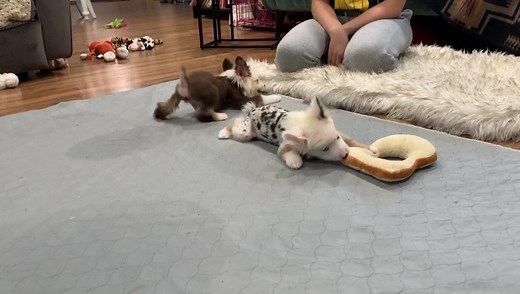 130K views · 414 shares | The twins truly do get more balanced and capable every day! It’s crazy to witness the positive changes! | Panda Paws Rescue | Facebook