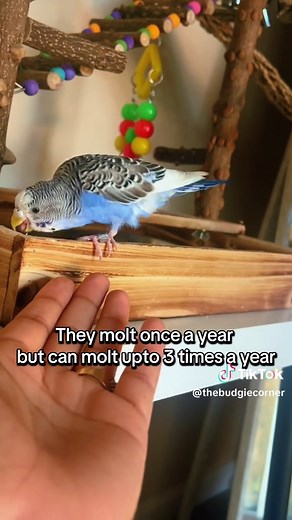 Understanding Budgie Molting: A Complete Guide