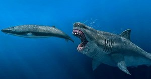 On en sait plus sur le mégalodon, le requin le plus grand ayant jamais existé