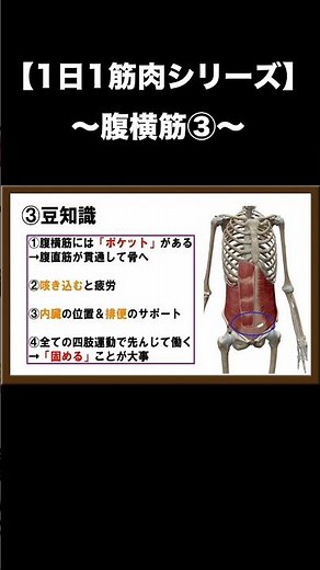 【1日1筋肉シリーズ】腹横筋③