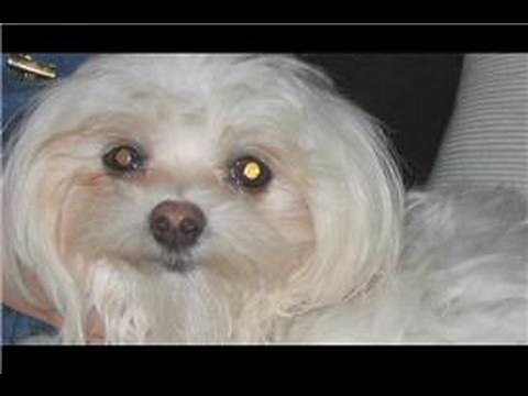 Dog Breeds & Dog Training : How to Train a Shih Tzu