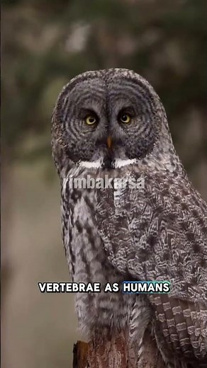 Why can an owl's neck rotate almost 360 degrees?