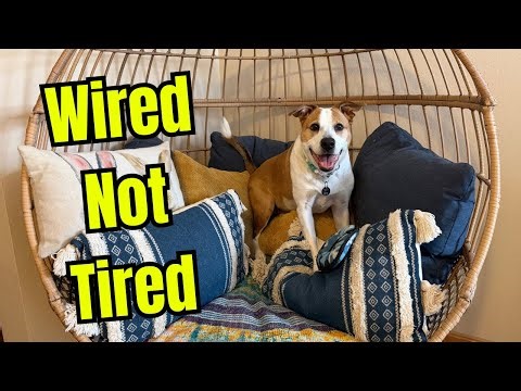 Your Dog Doesn't Need More Walks—They Need This