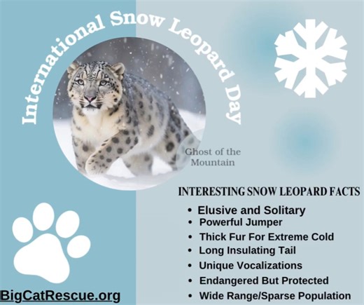 Snow leopard facts! #BigCatRescue #SnowLeopardDay #Facts #SnowLeopard Music licensed for use by Artlist.io | Big Cat Rescue