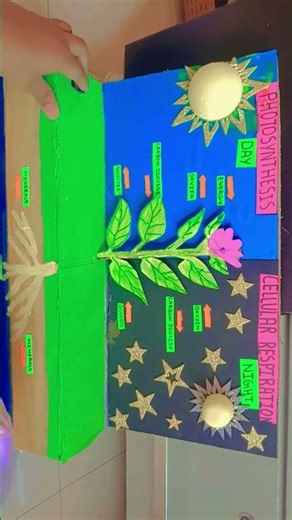 photosynthesis science project day and night