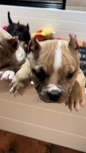 Playtime with 8-Week-Old Micro American Bully