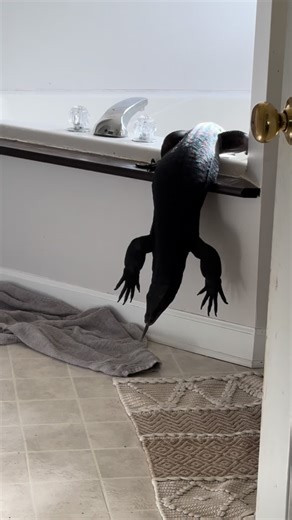 @lookatmylizards on Instagram: "just a lizard getting out of stuff"