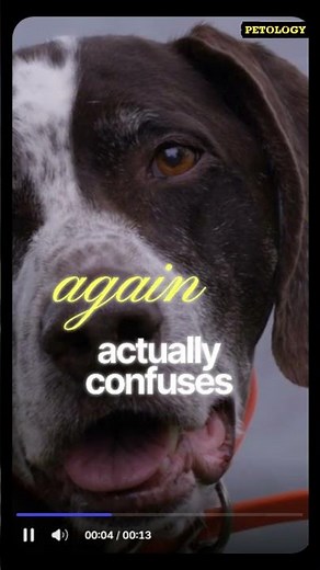 How to Train Your Pet the Right Way 🐾 | Easy Pet Training Tips for Beginners | #petology wisdom