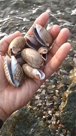 Sea Shell, Real Sea Life #youtubeshorts #sea #seashell #beach #shorts #huzaifaluqman