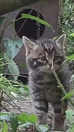 Scientists working to save endangered Scottish wildcat