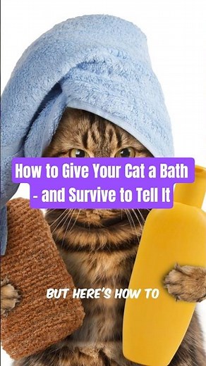 How to Give Your Cat a Bath – and Survive to Tell It