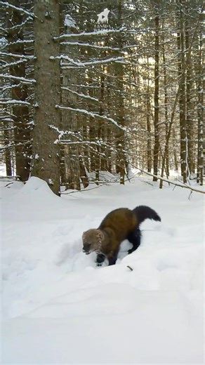 Ever seen a Fisher (aka Fisher Cat) in the wild? #wildlife #shorts