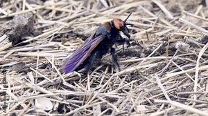 Mammoth wasp (Megascolia maculata, male, largest Hymenoptera) digs through the manure to find the larva of the May beetle and lay an egg on it. Insects are parasites. The dunes of the Sea of Azov