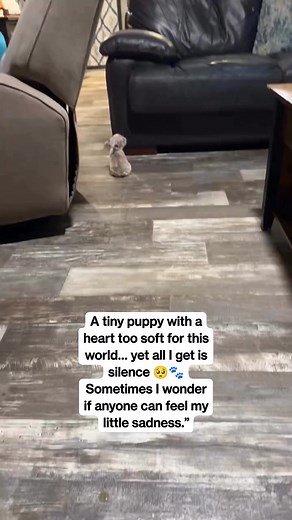A tiny puppy with a heart too soft for this world… yet all I get is silence 🥺🐾Sometimes I wonder if anyone can feel my little sadness.” #SadPuppy #PuppyTears #LonelyPaws #LittleHeartBigPain #PawSadness #DogEmotions #InnocentSoul #StrayAwareness #HelpTheVoiceless #PuppyFeels #HeartForDogs #AnimalPain #DogLoversCommunity #EmotionalReel #PawStories #SupportStrays #FurryFeelings #DogsNeedLove #LoveAndCareAlways #HopeForPaws | Alpha Stories