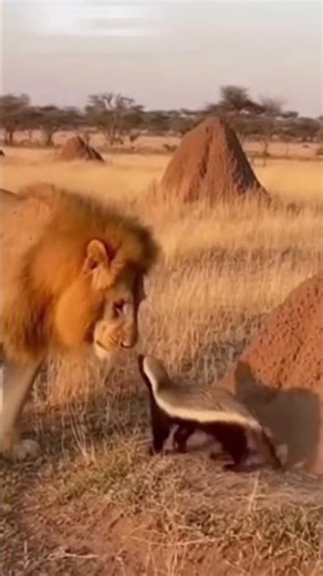 Honey Badger vs Lion — The Fearless Attack That Shocked the King