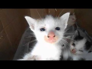 Angry Kitten - Be very afraid of the angry Cuteness!