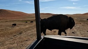 281 reactions · 105 shares | The stars of the Custer State Park...