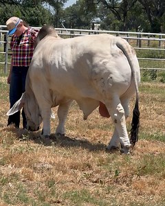 1.7K reactions · 28 shares | Heritage Cattle Co. on Reels | Facebook