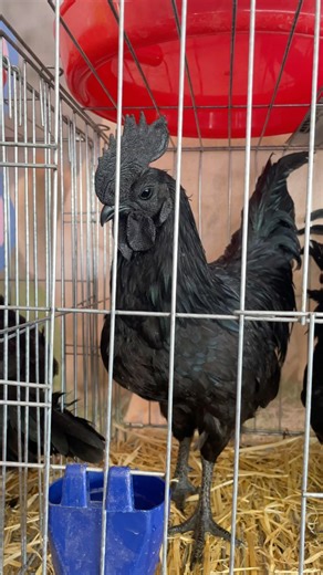 😍 شوف جمال دجاج الأسترالورب عن قرب Beautiful Black Australorp