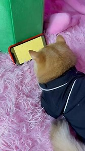 My cat loves to play games late into the night #cat #cats | Princess Cat