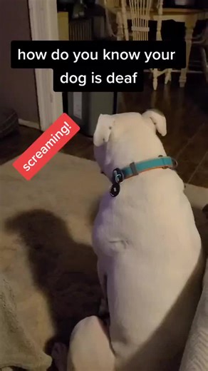 Testing My Dog's Hearing! How to Know if Your Dog Is Deaf
