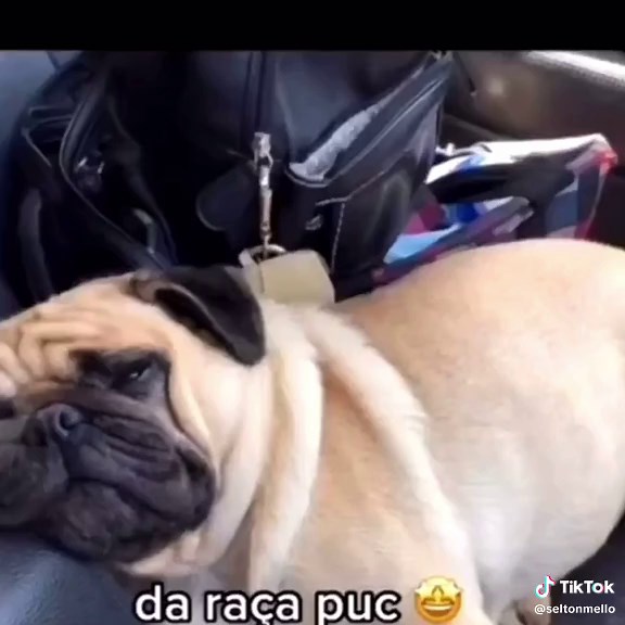 Exterminação Artificial de Cachorros: Raça PUC