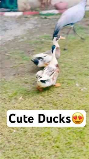 Cute Funny Ducks😍😂🦆🥰❤️😘