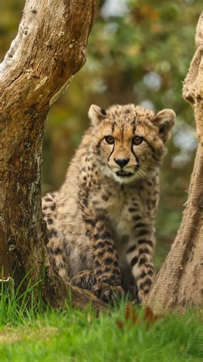 Adorable Cheetah Cubs: Wild Moments in Nature! 🐆💚